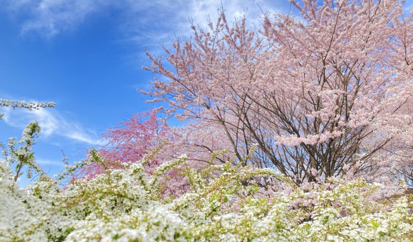 写真部